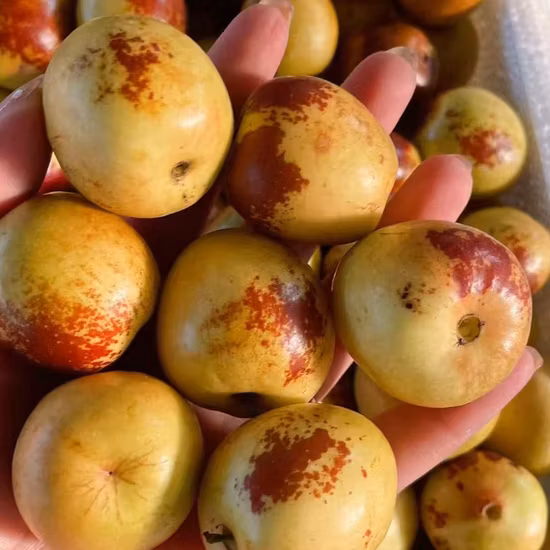 The Best Way to Preserve Food - Food Dehydrator, Small Size, White Color
