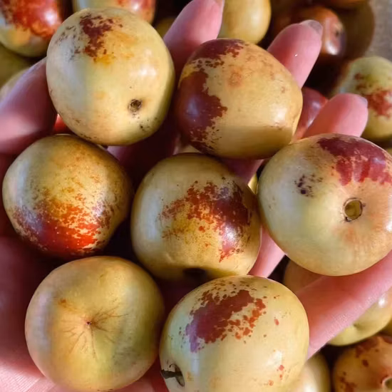 The Best Way to Preserve Food - Food Dehydrator, Small Size, White Color